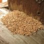 Just how much Damage Can a Termite Actually Do to a Home?