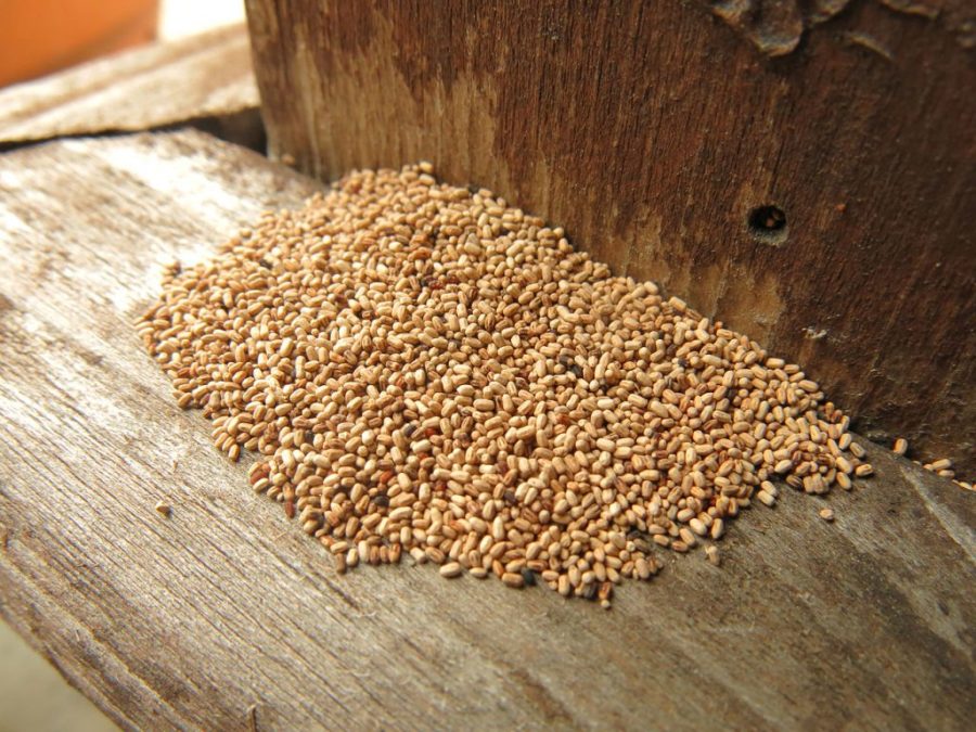 Just how much Damage Can a Termite Actually Do to a Home?