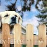 3 Tips for Choosing a Privacy Fence